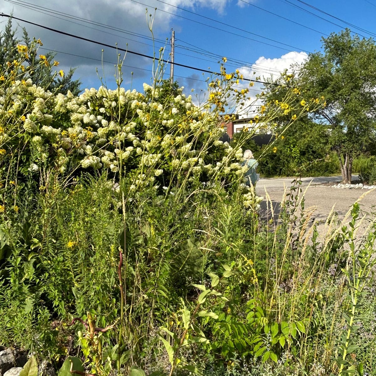 Wildflowers and greenery with a road and power lines in the background
