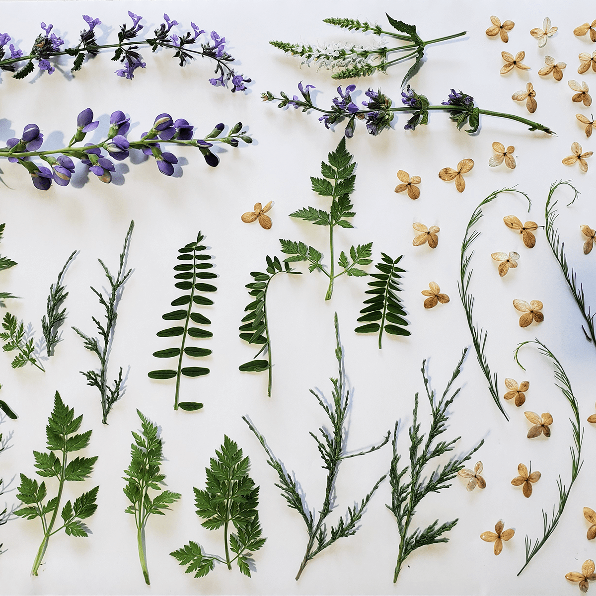 GLASSROOM Glass Class Cyanotype Inspired: Floral Blocks - Guided Workshop